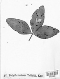 Polythrincium trifolii image